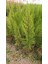 Limoni Servi 5 Adet 50-70 cm - Limon Çamı 3