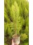 Limoni Servi 10 Adet 50-70 cm - Limon Çamı 5
