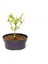 Bonsai Buxus Şimşir - Hediyelik 4 Yaşında 1