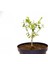 Bonsai Buxus Şimşir - Hediyelik 4 Yaşında 3