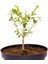 Bonsai Buxus Şimşir - Hediyelik 4 Yaşında 4