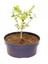 Bonsai Buxus Şimşir - Hediyelik 4 Yaşında 5