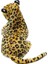 Torutoys Leopar Peluş Oyuncak 60 cm 4