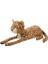 Rani Leopar 1