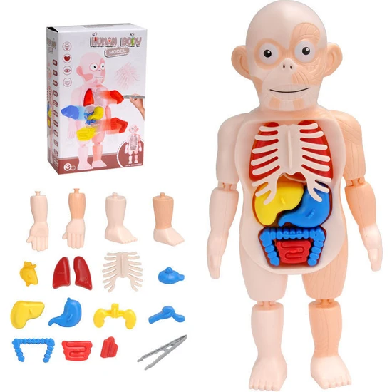 Shun 3D Insan Vücudu Modeli Çıkarılabilir Gövde Anatomisi Modeli Organ Montajlı Meşgul Oyuncaklar (Yurt Dışından)
