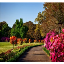 Acesza Mimarlık 3D Çiçekli Duvar Mposteri