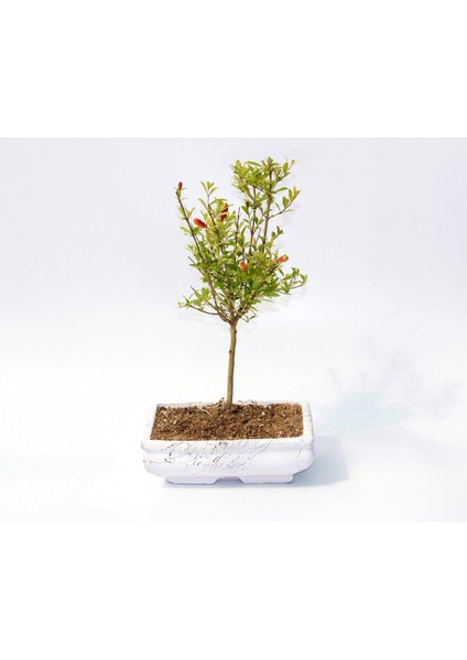 Bonsai Süs Narı Punica