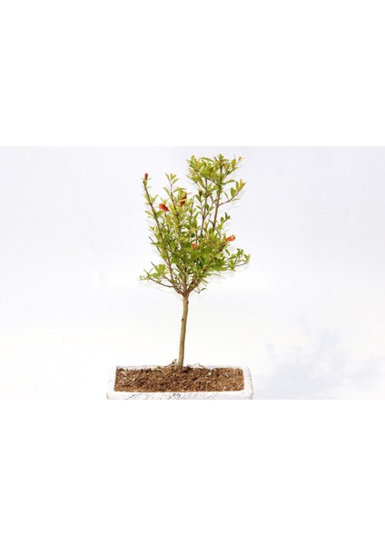 Bonsai Süs Narı Punica fiyatları