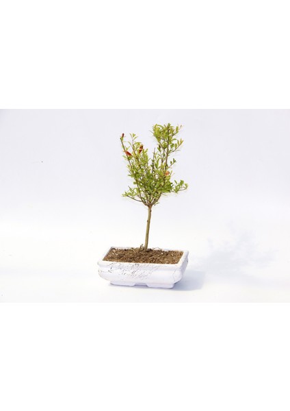 Bonsai Süs Narı Punica modelleri