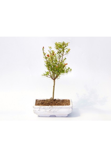 Bonsai Süs Narı Punica fırsatları