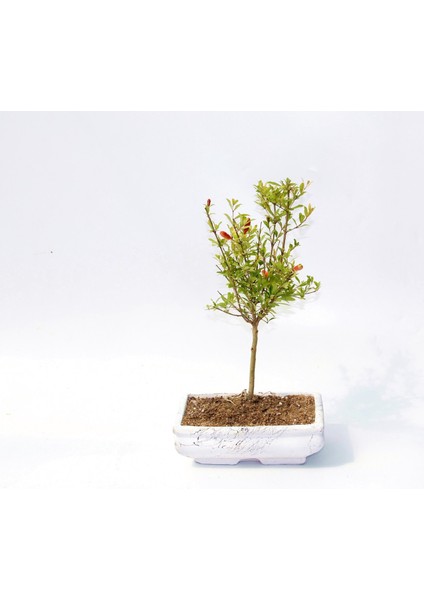 Bonsai Süs Narı Punica indirimleri