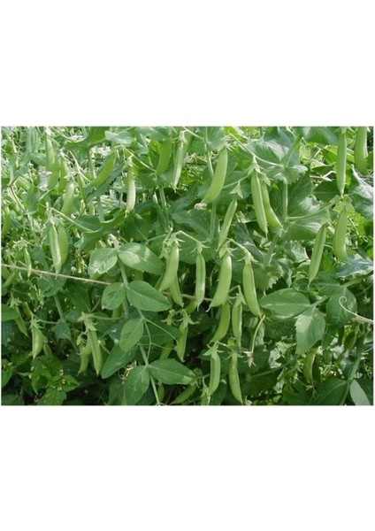 Yem Bezelyesi Tohumu (Külür) 500 gr fiyatları