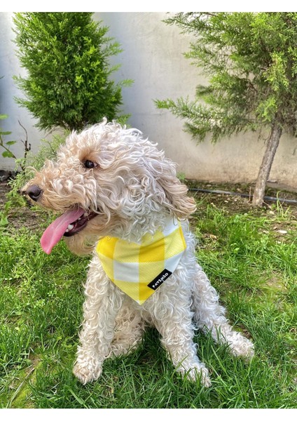 Sarı Kare Kedi ve Köpek Tasma Fular Bandana modelleri