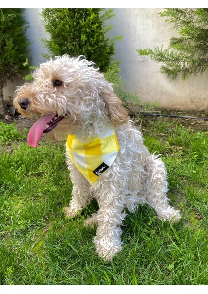 Sarı Kare Kedi ve Köpek Tasma Fular Bandana fırsatları