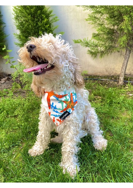 Summer Kedi ve Köpek Tasma Fular Bandana modelleri