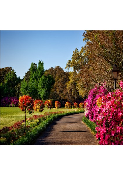 3D Çiçekli Duvar Posteri