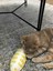 Dino Pet Oyuncak - Kedi Naneli (Catnipli) Kedi Oyuncağı - Keçe Sarı Balık 3