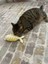 Dino Pet Oyuncak - Kedi Naneli (Catnipli) Kedi Oyuncağı - Keçe Sarı Balık 4