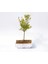 Bonsai Süs Narı Punica 1