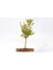Bonsai Süs Narı Punica 2