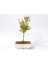 Bonsai Süs Narı Punica 4