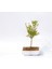 Bonsai Süs Narı Punica 5