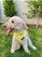 Sarı Kare Kedi ve Köpek Tasma Fular Bandana 3