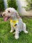 Sarı Kare Kedi ve Köpek Tasma Fular Bandana 4
