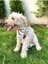 Summer Kedi ve Köpek Tasma Fular Bandana 4