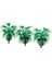 10'lu 2.2 Inç Bottlepalm Ağaçları Model Düzeni Tren Sahne Dekor 1/200 Ölçekli (Yurt Dışından) 3