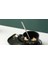 Sacher Kaşık Set ile Seramik Kahve Fincanı Set Yaratıcı Sevimli Karikatür Kedi Çay Kupası Kahvaltı Süt Kahve Kupa Ekmek Tatlı Çanak Hediye | Teacups (Siyah) 4