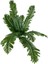 Yapay Çiçek 12 Yaprak Cycas Aşk Merdiveni Eğrelti Otu Sıkas Bitkisi 45*50CM Yapay Bitki 1