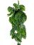 Yapay Çiçek Saksıda Sarkan Monstera Deve Tabanı Yapay Sarmaşık Pastel 60CM 4