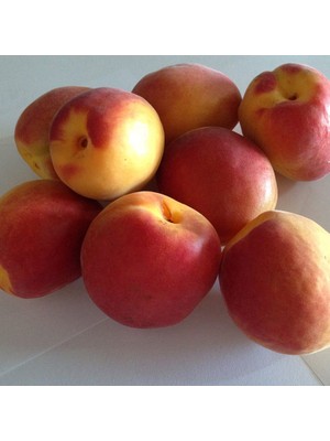 Fidan Sepetim 3 Yaş Aşılı Alyanak Kayısı Fidanı