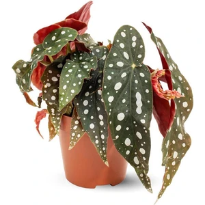 Begonia Maculata Wightii Benekli Begonya Salon Bitkisi