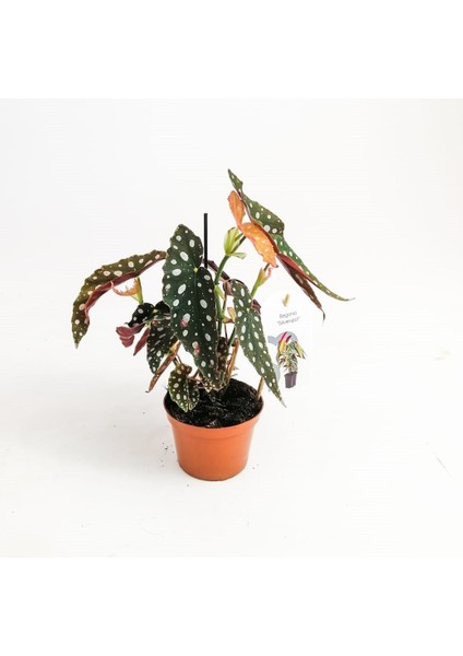 Begonia Maculata Wightii Benekli Begonya Salon Bitkisi fiyatları