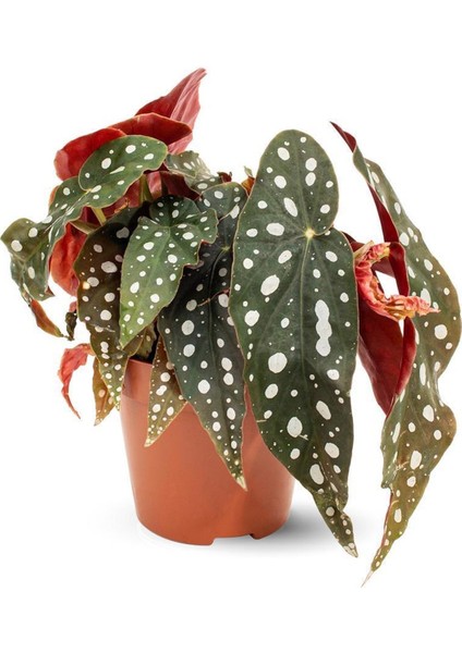 Begonia Maculata Wightii Benekli Begonya Salon Bitkisi
