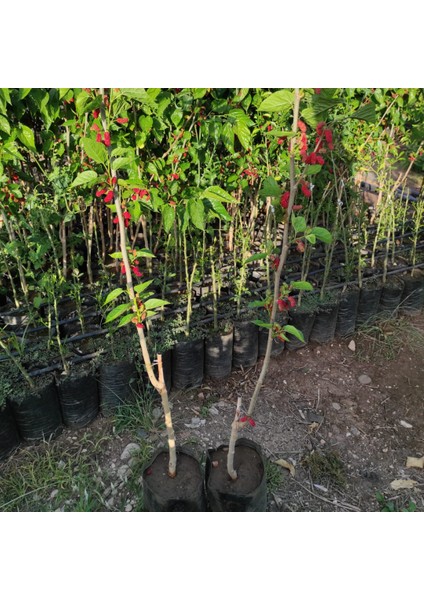 Avustralya Cinsi Yediveren Karadut Fidanı Bol Meyveli 100*150 cm