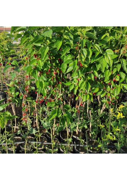 Avustralya Cinsi Yediveren Karadut Fidanı Bol Meyveli 100*150 cm fiyatları