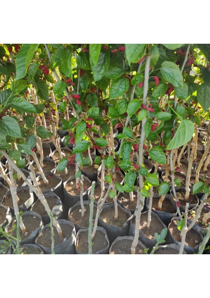 Avustralya Cinsi Yediveren Karadut Fidanı Bol Meyveli 100*150 cm modelleri