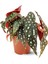 Begonia Maculata Wightii Benekli Begonya Salon Bitkisi 1
