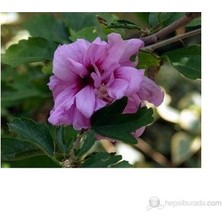 Ucuzluk Diyarı 5 Adet Gül Hatmi Fidanı Tüpü 40 50 cm Boy Pempe Renk