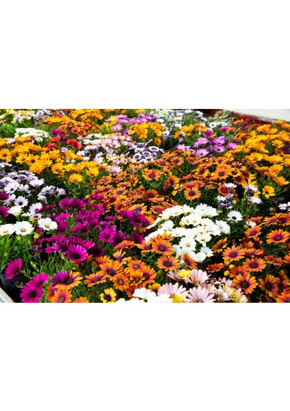 Bodrum Papatyası 3 Adet Saksıda Çiçek (Karışık Renkli)
