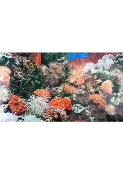 Arka Fon Deniz Mercanı 50 cm Uzunluk Yükseklik 50 cm No J01