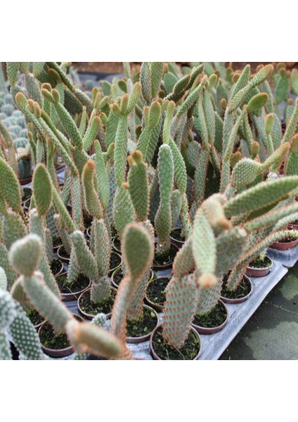 Tavşan Kaktüs / Sarı Dikenli (Opuntia Microdasys Albata), 5.5 cm Saksıda modelleri