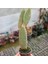 Tavşan Kaktüs / Sarı Dikenli (Opuntia Microdasys Albata), 5.5 cm Saksıda 2
