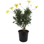 The Best Online Euryops - Yeşil Yapraklı Sarı Çalı Papatyası
