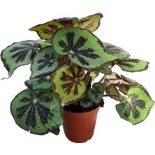 Betonish Begonia Masoniana (Begonia Çiçeği)