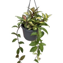 Betonish Hoya Carnosa 'Krimson Princess' (Mum Çiçeği)