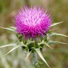 Bilgarden Kenger Otu(Cynara Cardunculus) Tohumu 5 Adet